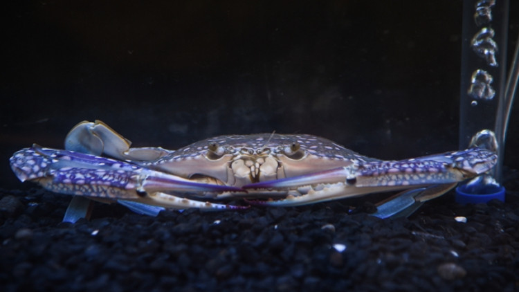 วิจัยกินได้ ยกระดับรายได้  