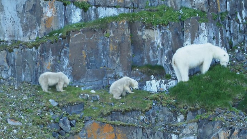 นักวิจัยไทยเผยภาพ "หมีขั้วโลกกินพืช" เหตุเกิดจากโลกร้อน
