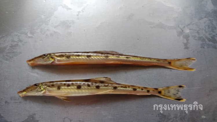 'กรมประมง' เพาะพันธุ์ 'ปลารากกล้วยจินดา' สำเร็จครั้งแรกในไทย!