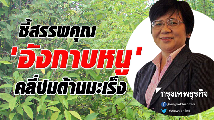 เภสัชฯรพ.ดัง ชี้สรรพคุณ 'อังกาบหนู' คลี่ปมต้านมะเร็ง
