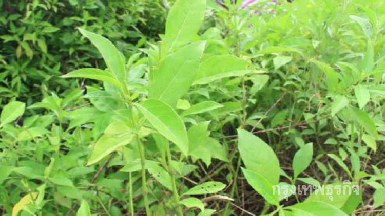 แพทย์แผนไทยฯ ชี้ 'อังกาบหนู' ไม่รักษามะเร็ง เตือนใช้มากเป็นหมัน