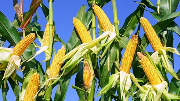 'คิกออฟ' 2 จังหวัดปลูกข้าวโพดเลี้ยงสัตว์-เลิกทำนาปรังรอบ 2