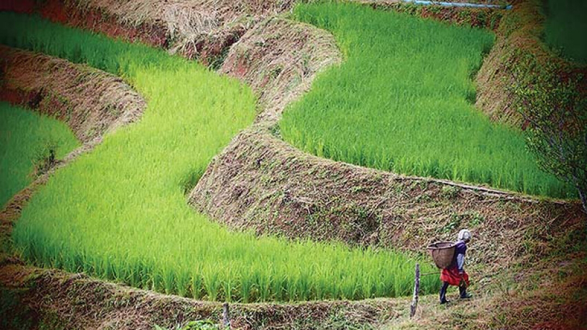 ‘ผาหมอน’ ทุ่งข้าวในหุบเขา