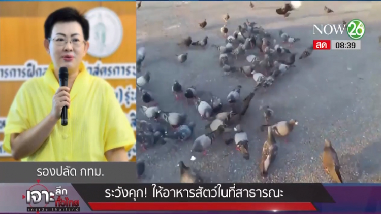 เตือนระวังคุก ให้อาหารสัตว์ที่สาธารณะ เหตุทำให้เดือดร้อนรำคาญ