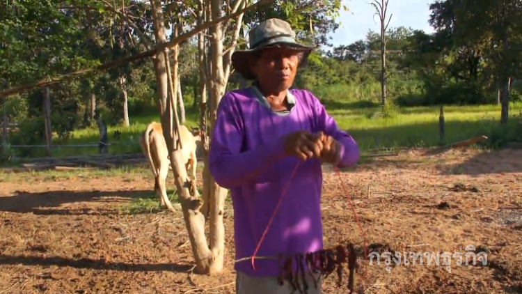 โคราชพบวัวตายเพิ่มอีก4ตัว นอภ.สั่งเร่งฉีดวัคซีนหลังพบเชื้อหมาบ้า