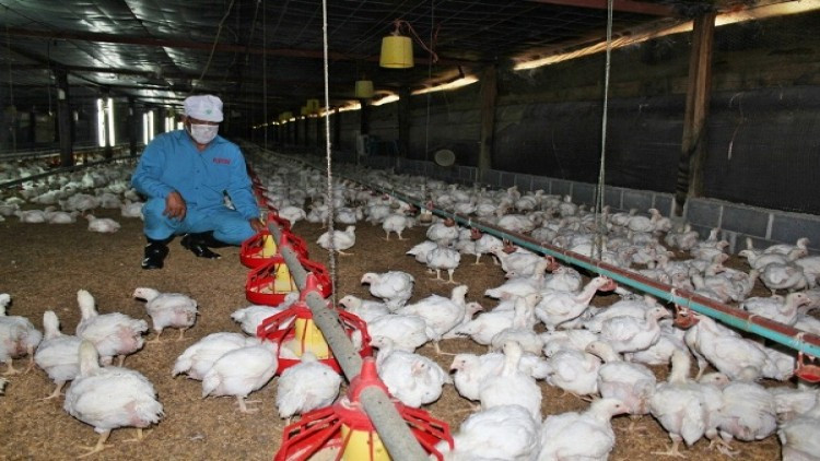 ซีพีเอฟยกระดับมาตรฐานแรงงานฟาร์มไก่เนื้อ ในคอนแทร็คฟาร์มสู่สากล 