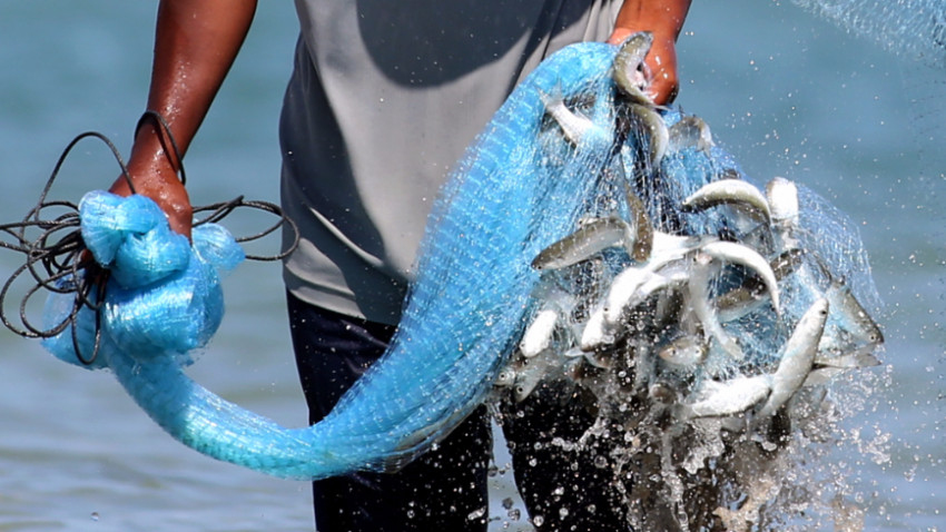 ป.ปลา ออร์แกนิก