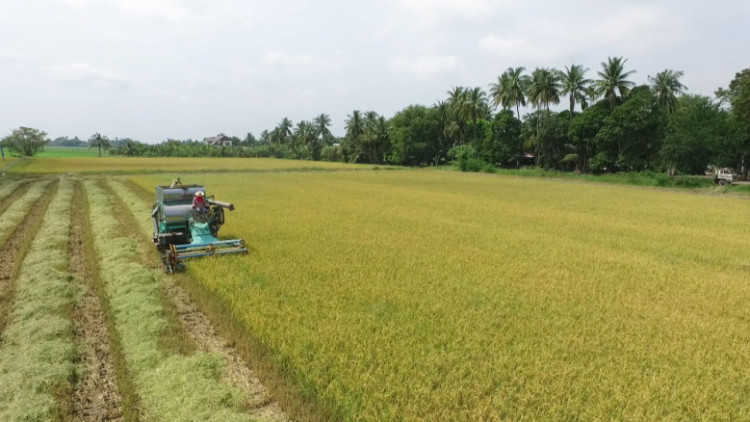 เทคนิคผลิตข้าวมาตรฐาน GAP ของชุมชนชาวสวนแตง จ.สุพรรณบุรี