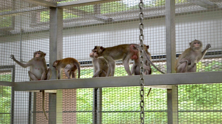  ศูนย์วิจัยไพรเมท ยกระดับชีววิทย์ไทย