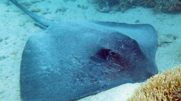 ทะเลออสเตรเลียดุ 'กระเบน-ฉลาม'ทำร้ายคน