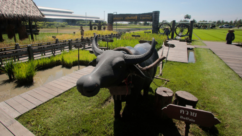 จิบกาแฟ เที่ยวท้องนา คุยกับควาย ที่'นาเฮียใช้'