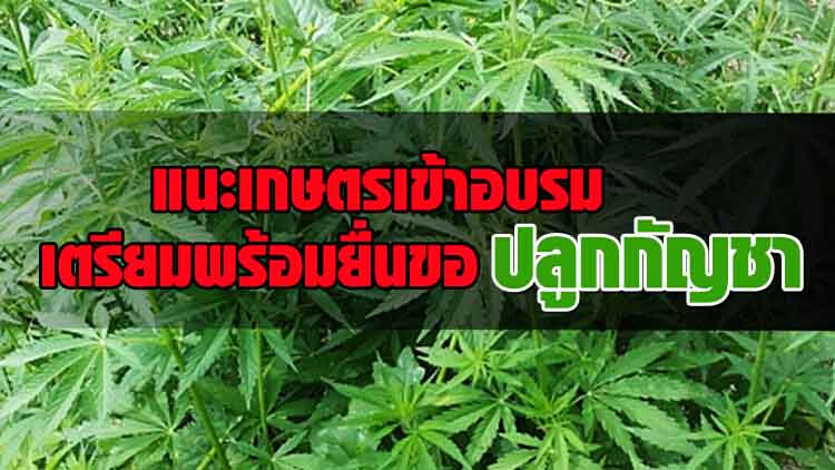 แนะเกษตรเข้าอบรม เตรียมพร้อมยื่นขอ 'ปลูกกัญชา'