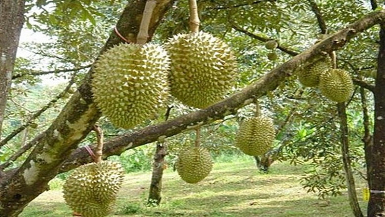 'อาลีบาบา' บุกขายออนไลน์ทุเรียนความสุก 80%