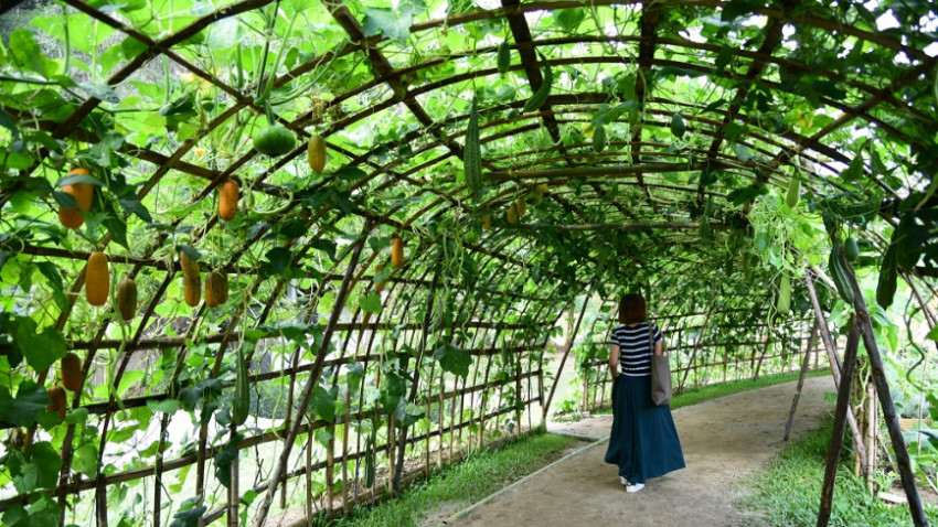 สดชื่นรับปีใหม่กับสวนสวยและกิจกรรมสุดชิคในงาน Botanic Festival 2019 