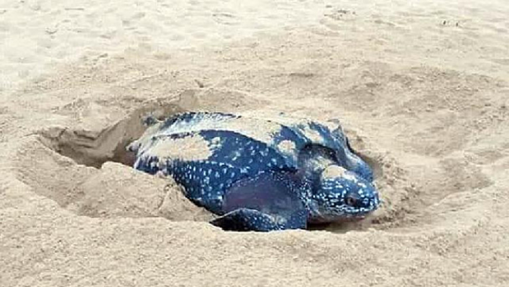 เต่ามะเฟืองวางไข่หาดคึกคัก 112 ฟอง