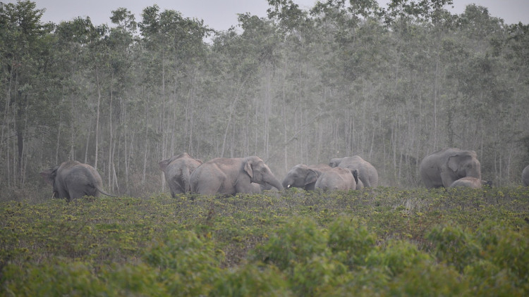 ติดปลอดคอช้าง ก้าวแรกการศึกษาพฤติกรรม-ลดความขัดแย้งประชาชน