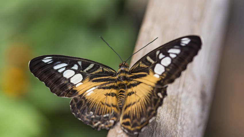 วันเด็กปีนี้ ชวนรู้จักโลกของแมลง...โลกของเรา