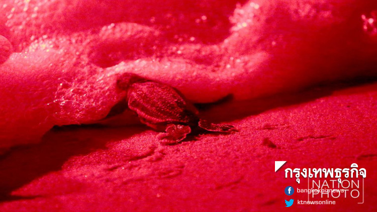 เฮลั่นหาด! 'ลูกเต่ามะเฟือง' 35 ตัวรอดชีวิต จนท.ช่วยคืนสู่ทะเลสำเร็จ