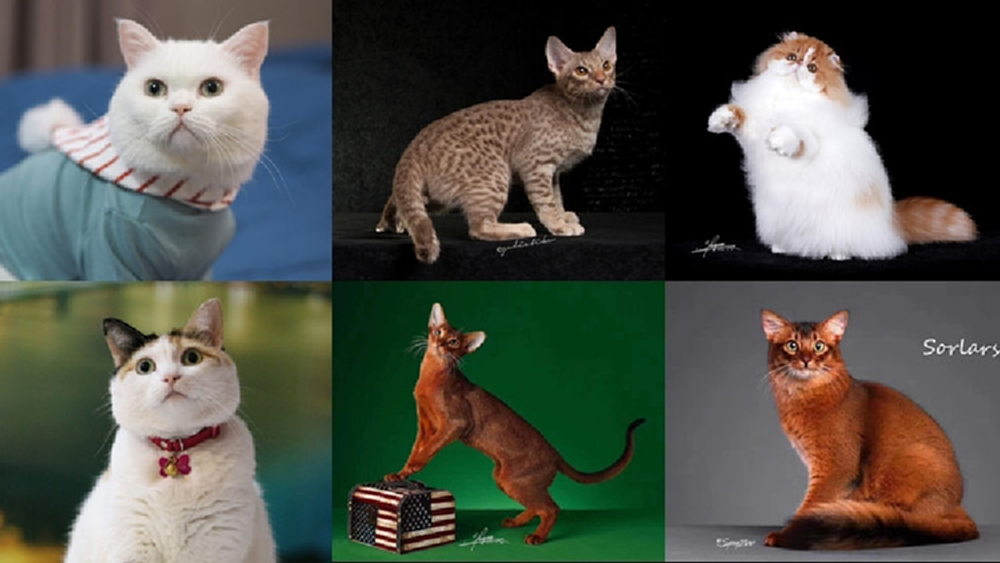 แมวสวยหลายสายพันธุ์ ดีกรีรางวัลระดับโลก ร่วมประกวดในประเทศไทย