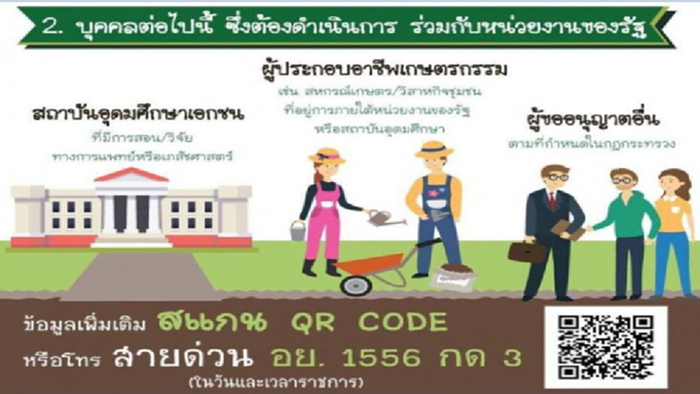 อย.เผยยอดโทรสอบถามเกี่ยวกับ 'กัญชา' วันที่ 2 เกือบ 500 ราย