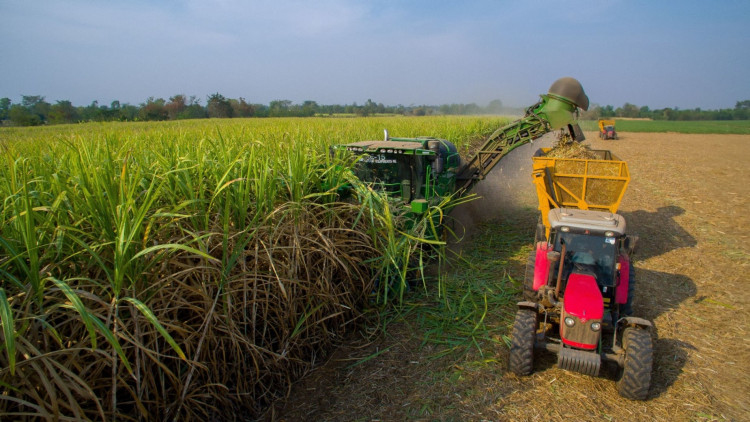 เนคเทค-ไอบีเอ็มส่ง 'เอไอ' ทำงานในไร่อ้อยของมิตรผล