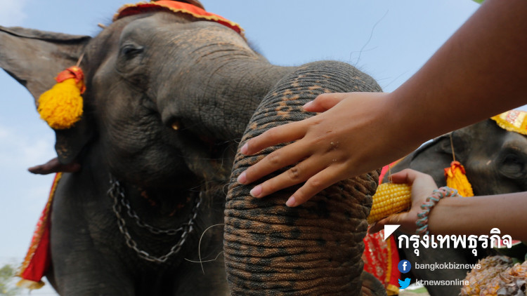 13 มี.ค. 'วันช้างไทย' ศูนย์คชศึกษาหมู่บ้านช้างสุรินทร์