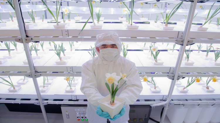 'โรงงานผลิตพืช' โนว์ฮาวไบโอเทคเตรียมรับกระแส 'กัญชา'