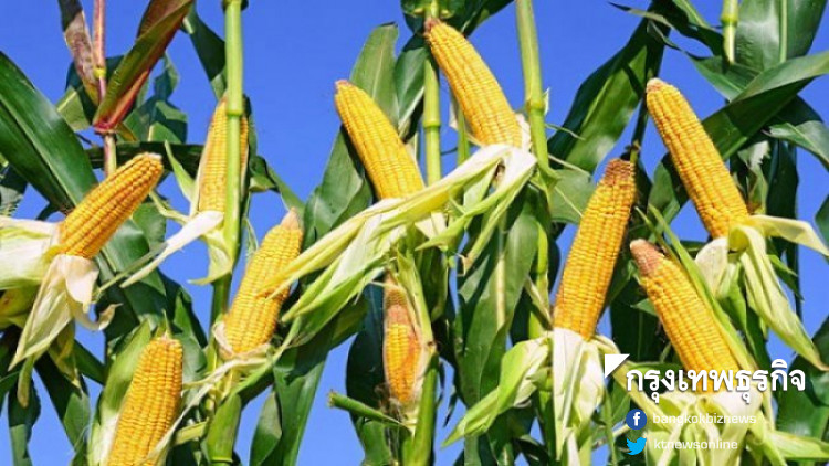 จี้เอกชน-รัฐเลิก หนุนปลูกข้าวโพดเชิงเดี่ยวลดหมอกควันเหนือ 