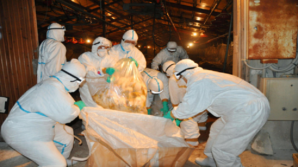 บัลแกเรียพบไข้หวัดนกสายพันธุ์ใหม่