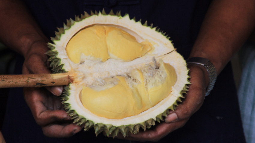 หวานมัน หลากพันธุ์ทุเรียนไทย