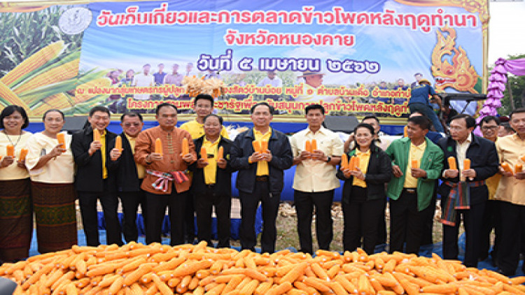 ยันปลูกข้าวโพดหลังทำนา สร้างได้แก่เกษตรกรอย่างมั่นคงและยั่งยืน
