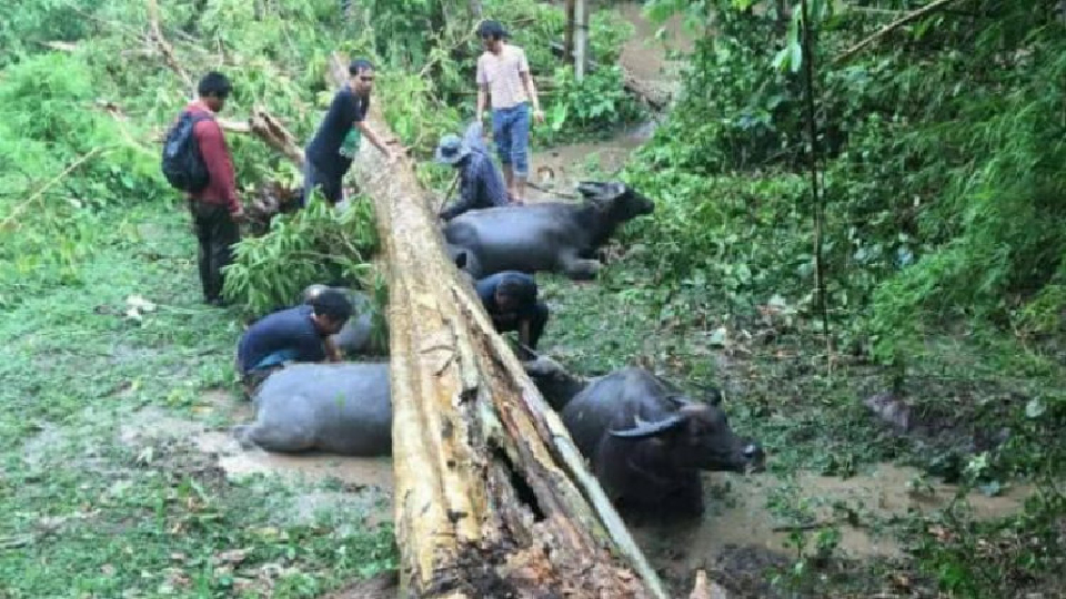 สลด! พายุฤดูร้อนถล่ม ต้นไม้ล้มทับควายตาย 4 ตัว
