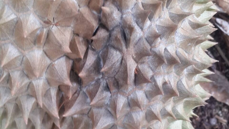 ร้อนปนฝนให้ระวังโรคผลเน่าในทุเรียน