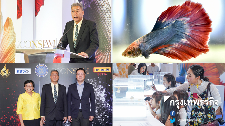 เชิดชูเรื่องราวอันมีคุณค่า 'ปลากัดไทย' ในฐานะสัตว์น้ำประจำชาติ