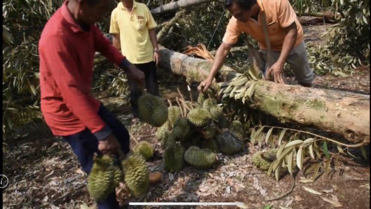 พายุฤดูร้อน กวาดเลียบสวนทุเรียนภูเขาไฟ 