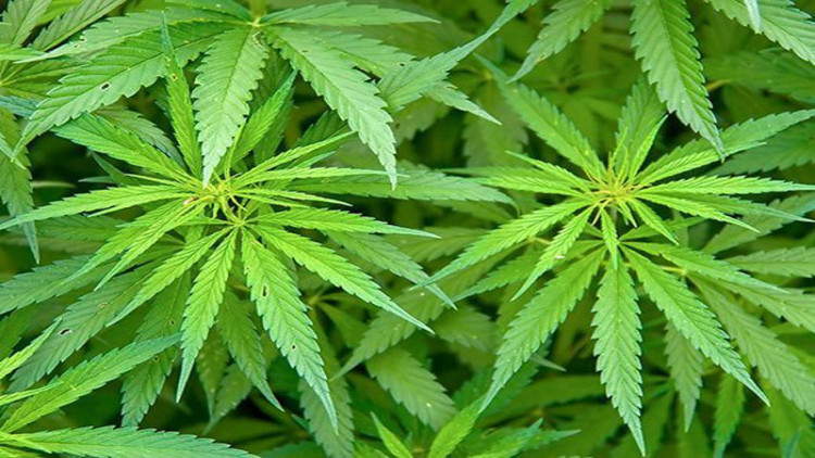 รีบแจ้งครอบครองกัญชา ก่อนสิ้นสุดเวลา 21 พ.ค.นี้