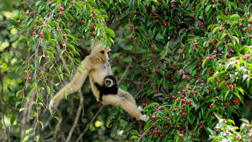 ‘ชะนี’ นักปลูกป่าแห่งเขาใหญ่