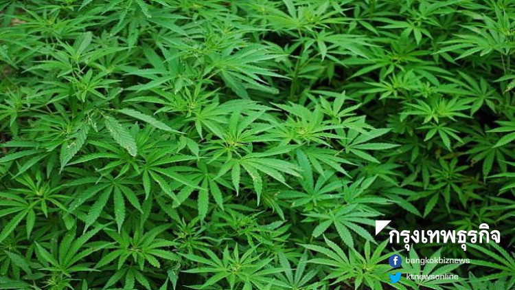 ครม.เคาะร่างกฎกระทรวง 'ผลิต-นำเข้า' กัญชา