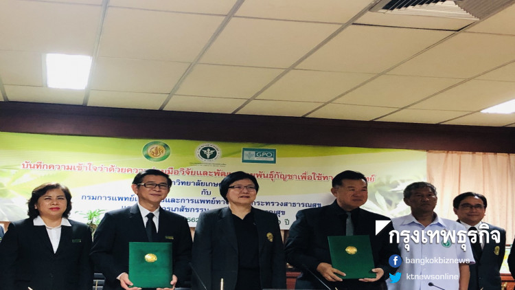 วิจัยกัญชาใช้ใน 16ตำรับยาแพทย์แผนไทย