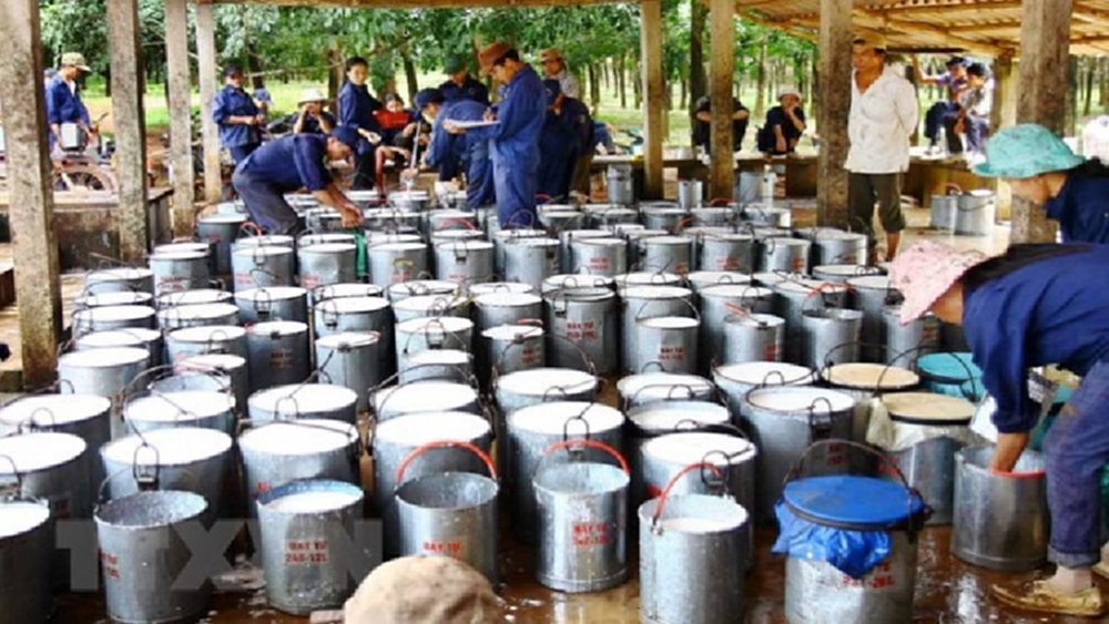 จีนรีดภาษีฉุดส่งออกยางเวียดนาม