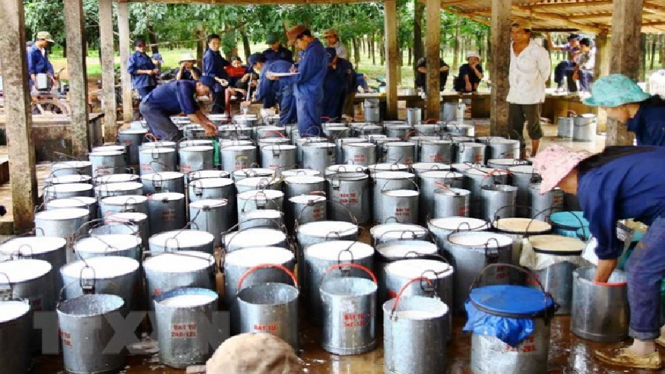 จีนรีดภาษีฉุดส่งออกยางเวียดนาม