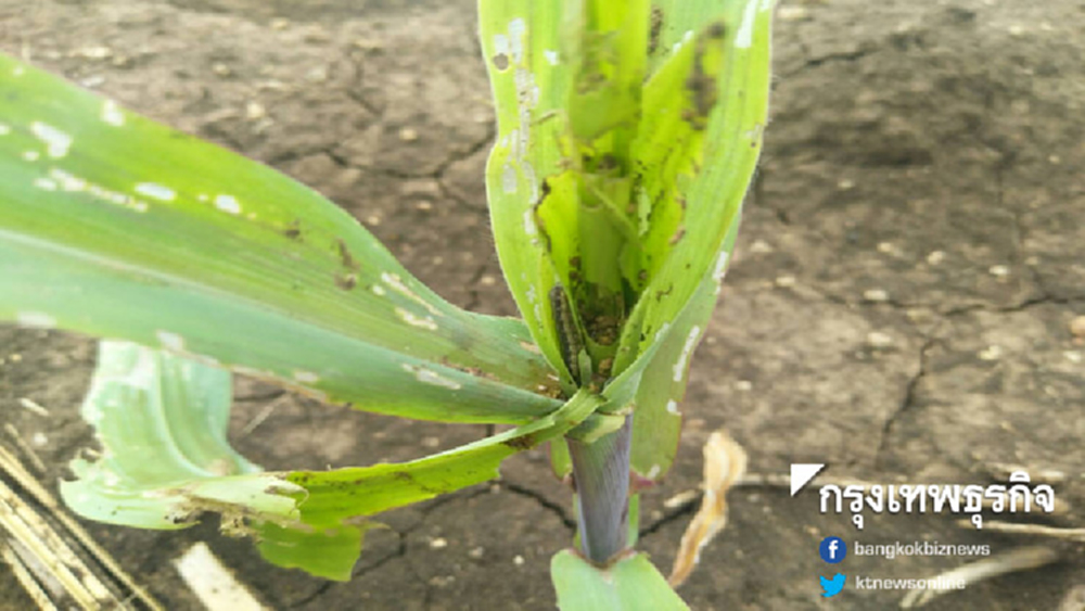 เข้มมาตรการควบคุมการระบาด 'หนอนกระทู้ข้าวโพดลายจุด'