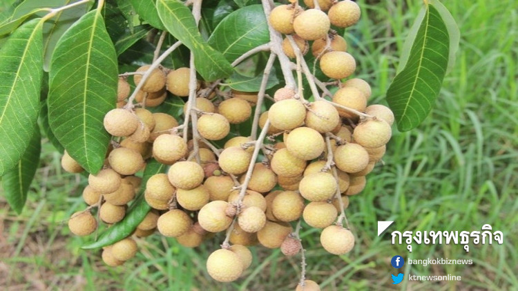 'พาณิชย์' ห่วงลำไยล้นตลาด เตรียมแผนรับมือ