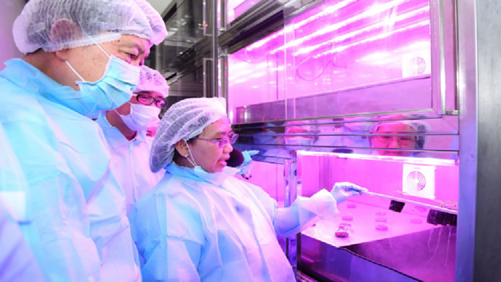 สธ.จัดระบบกัญชาทางการแพทย์ ล็อตแรกพร้อมให้บริการต้นเดือน ส.ค.62