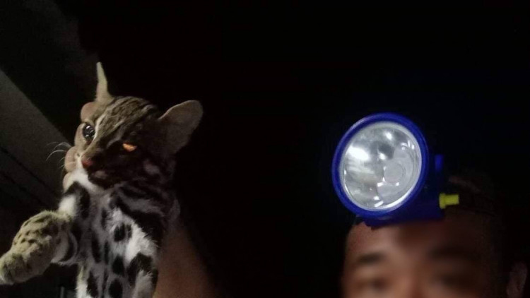 นายทหารยิงแมวดาว สัตว์ป่าคุ้มครอง ถูกสั่งออกจากราชการทันที