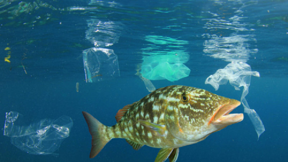 ‘ไมโครพลาสติก’ จากทะเลสู่อาหาร