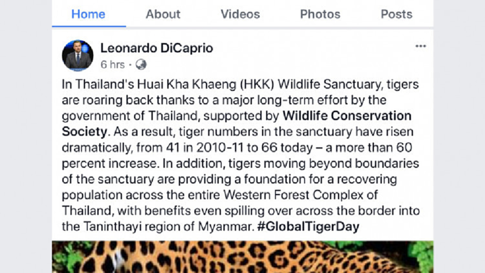 'ลีโอนาร์โด ดิคาปรีโอ' ชื่นชมไทยฟื้นฟูเสือโคร่ง