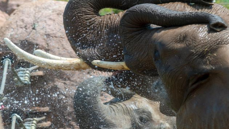 สิงคโปร์เริ่มแบนขายงาช้างปี 64