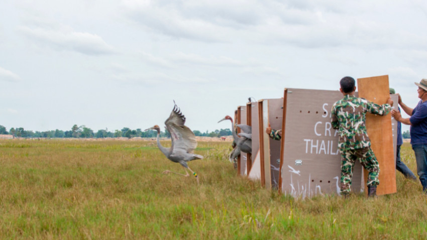 คืนอิสรภาพ ‘นกกระเรียนไทย’