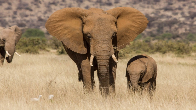 ยูเอ็นห้ามนำลูกช้างจากธรรมชาติเล่นละครสัตว์